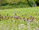 Wildblumenwiese