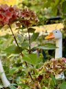 Traumgarten mit Rosen, Stauden und Streuobstwiese