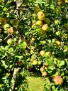 Traumgarten mit Rosen, Stauden und Streuobstwiese