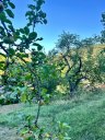 Streuobstgarten - ein bißchen wild