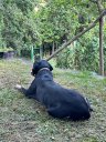 Streuobstgarten - ein bißchen wild